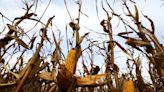 The leafhopper bug is taking over Argentina's corn fields thanks to climate change