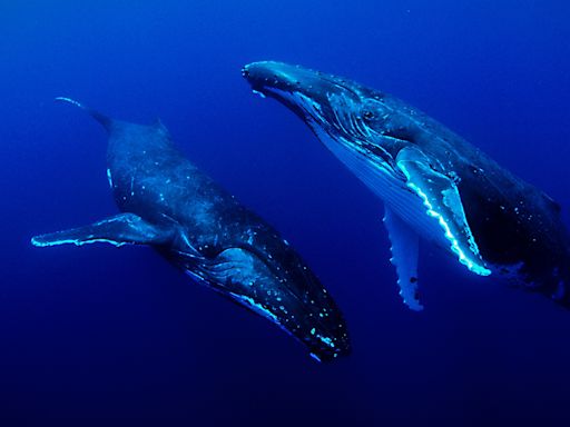 Una función inmersiva con imágenes submarinas llega a Uruguay por el Día de los Océanos