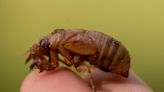 Cicada season: Do they bite? Could they pee on you?