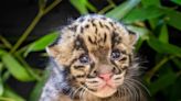 Rare clouded leopard kitten born at OKC Zoo: Meet the endangered baby who's 'eating, sleeping and growing'