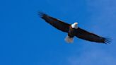 NJDEP Proposes Bald Eagle Removal and Other Changes to New Jersey’s Threatened and Endangered Species Lists