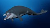 This tiny, 8-foot long whale swam off Egypt’s coast 41 million years ago