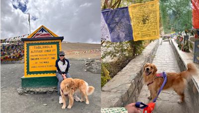 This Golden Retriever Is Travelling To The World's Highest Passes; What Are YOU Doing?