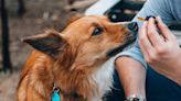 Fit for a dog? The latest science on CBD for pets