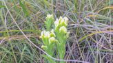 Swale paintbrush flower in New Mexico to get protections as state aims to save rare plants