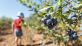 ¿Dónde recolectar moras cerca de Charlotte? Guía completa de granjas - La Noticia