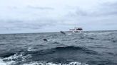宜花東啟動友善賞鯨遊程 龜山島北側收錄到珍貴海豚音