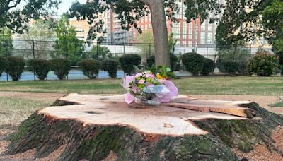 Neighbors have mixed feelings as Garfield Park is to remove several trees