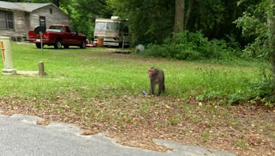 A pet primate is on the loose in South Carolina