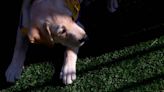 Dog lovers wanted: Duke’s Puppy Kindergarten seeks volunteers to boost service dogs