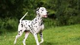 Dog Owner Has Comical Interaction With Kids Thinking Her Dalmatian Is Going to Work