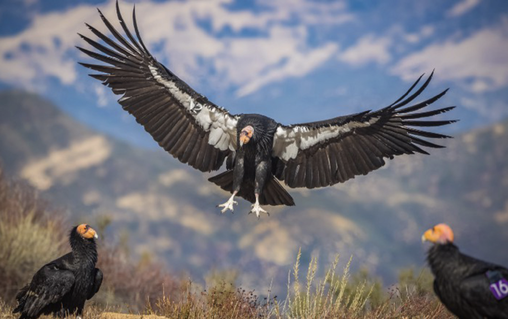 Extremely rare California condor killed in Colorado. Wildlife officials offer reward for help finding poacher.