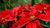 This Viral Hack Promises to Get the Most Out of Your Christmas Poinsettia