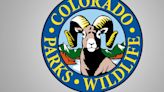 4 year old attacked by elk at playground in Estes Park