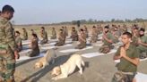 Watch: Army Dogs Join Yoga Day Celebrations At Indo-Pak Border