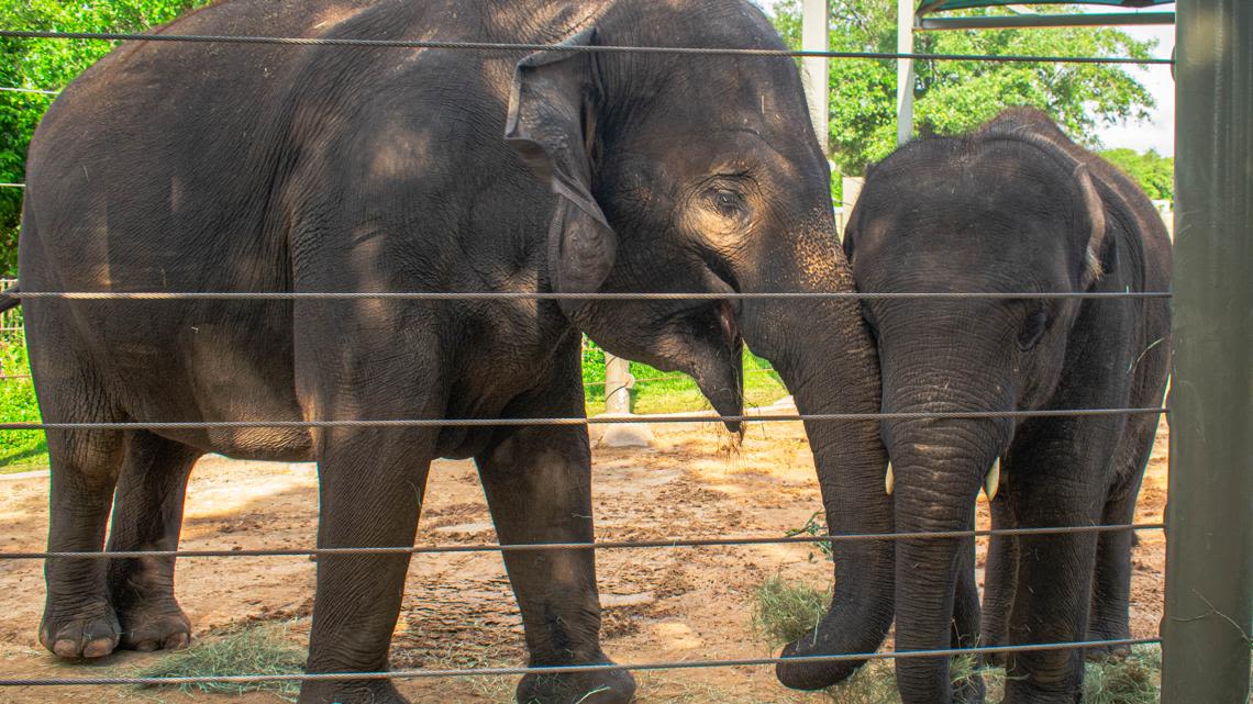BIG Mama! Shanti the elephant is pregnant again, Houston Zoo announces