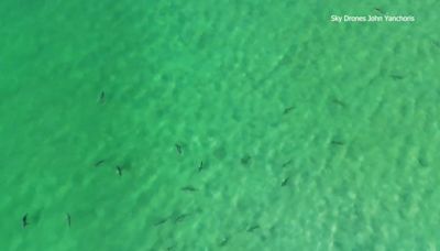 Dozens of sharks swarm fishermen in midst of shark season off Caladesi Island