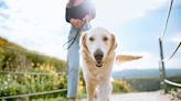 Here’s how often you should walk your dog, according to a veterinarian