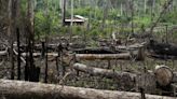 Por qué el Sur Global está en contra de la ley antideforestación de la UE