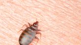 Warning of new bedbug surge in UK - how to spot them and what to do