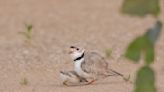 3rd piping plover chick dies in 5 days at Montrose Beach