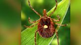 KDHE warns of increased tick activity and resulting illnesses across the state