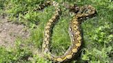 Houma man finds 12-foot python in backyard