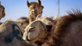 Two Camels Escape Enclosure At Ohio’s Cedar Point Amusement Park, No Injuries