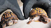 Man charged with smuggling protected turtles that were found stuffed inside socks