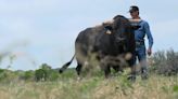 Meet the 'big ol' pet' bucking bull who retired a rodeo legend - then retired with him