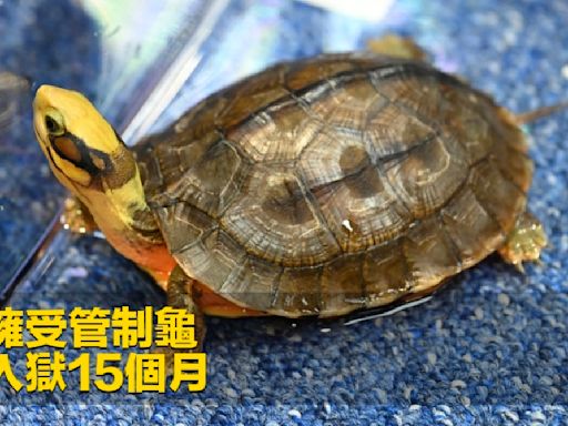 男子擁受管制龜 被判入獄15個月