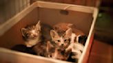 Kitten season is in full swing, shelters need your help