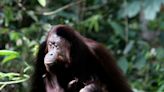 Científicos revelan que un orangután silvestre se curó una herida con un ungüento que el mismo produjo