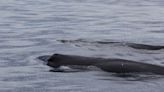 超夢幻！花蓮驚見9抹香鯨集體出遊 身長16公尺「比賞鯨船還大」