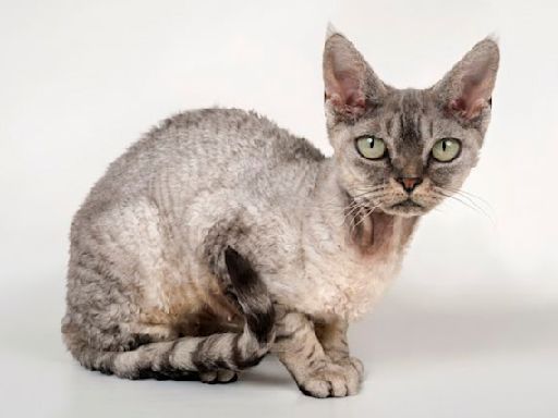 4 Curly-Haired Cat Breeds Anyone Will Love