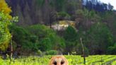 How owls could be the next frontier for pest control in Napa Valley