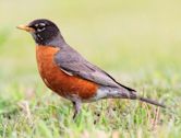 American robin