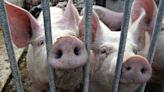 China amenaza la exportación de porcino de España y de la UE