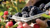 Research program brings new blackberry variety to Arkansas - Talk Business & Politics