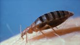 Bedbugs: Public Health Wales releases statement amid infestation fears