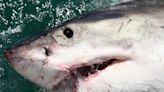 Diver decapitated by Great White shark in front of fishermen off coast of Mexico