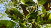 Something is happening to Cape Cod's beech trees. What you should know.