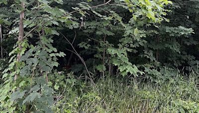 You have 20/20 vision if you can spot the deer hiding in under 10 seconds