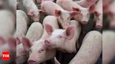 Kerala culls 310 pigs to contain African Swine Fever outbreak | India News - Times of India