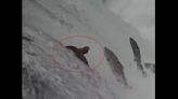 Famous bruin ‘Shower Bear’ reveals distinctive fishing method