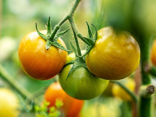 3 Reasons Your Tomatoes Aren't Turning Red—and 4 Ways to Help Them Ripen