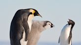 Penguins arguing, a sleepy polar bear, and a happy turtle are in the running for wildlife photo of the year, and you can vote on them