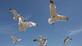 Warning as people shoot seagulls and destroy nests