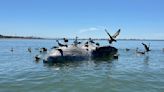 Whale found off Alameda likely died from vessel strike, scientists say