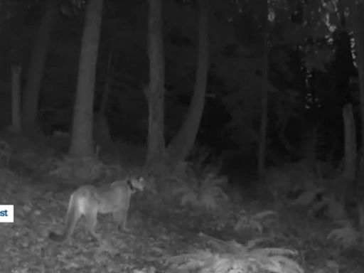 Uh oh! Cougar spotted on same trail as missing zebra wandering North Bend